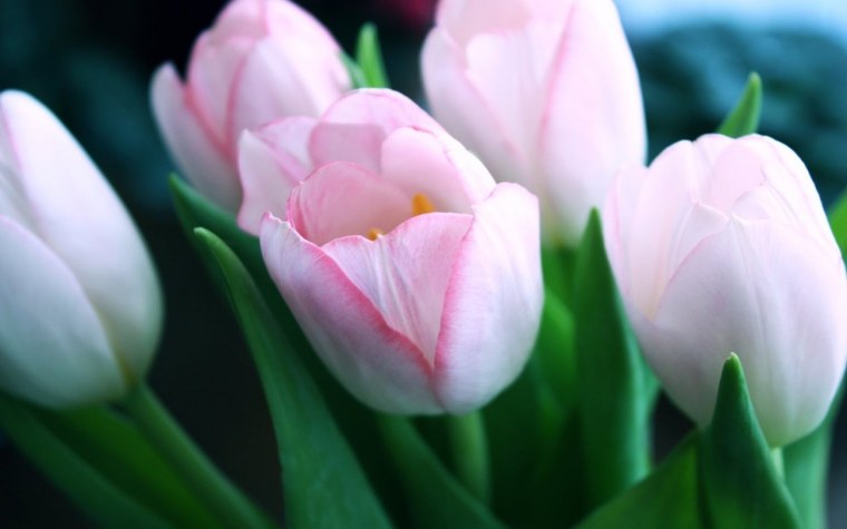 Весна белые тюльпаны