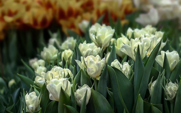 Тюльпан Уайт Дрим