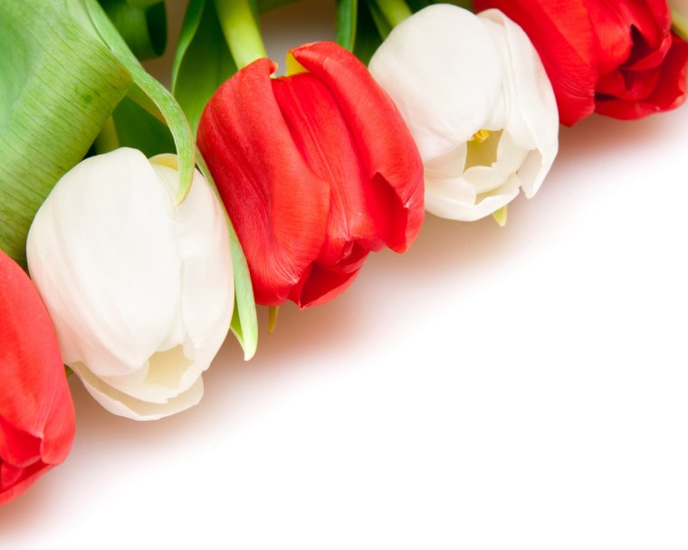 Белые тюльпаны