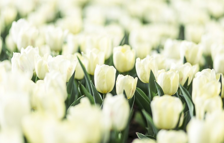 Поле белых тюльпанов