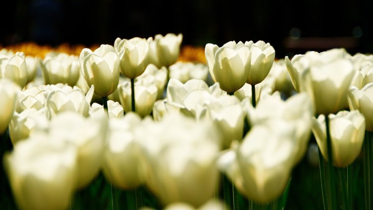 Серые тюльпаны