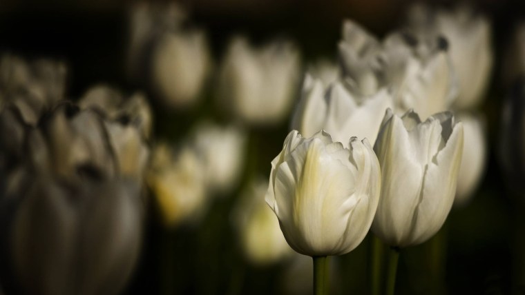 Белые тюльпаны обои на рабочий стол