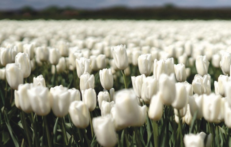 Белые цветы