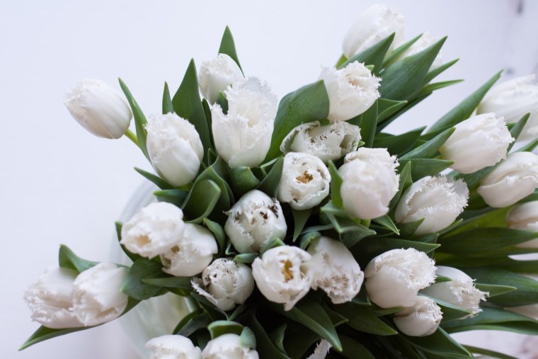 Красно белые тюльпаны