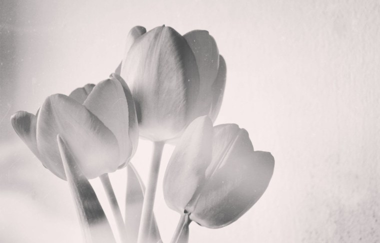 Поле белых тюльпанов