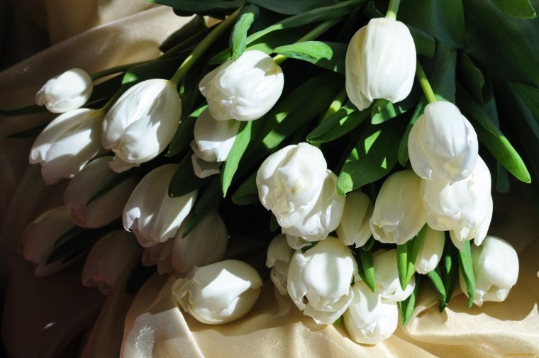 Красивые тюльпаны