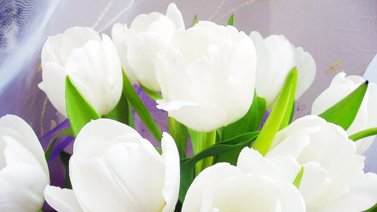 Тюльпан Пим Фортун