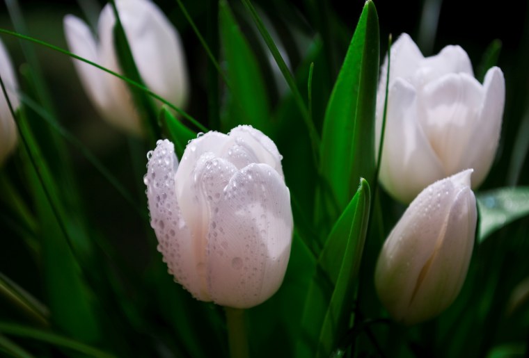 Белые тюльпаны плантации