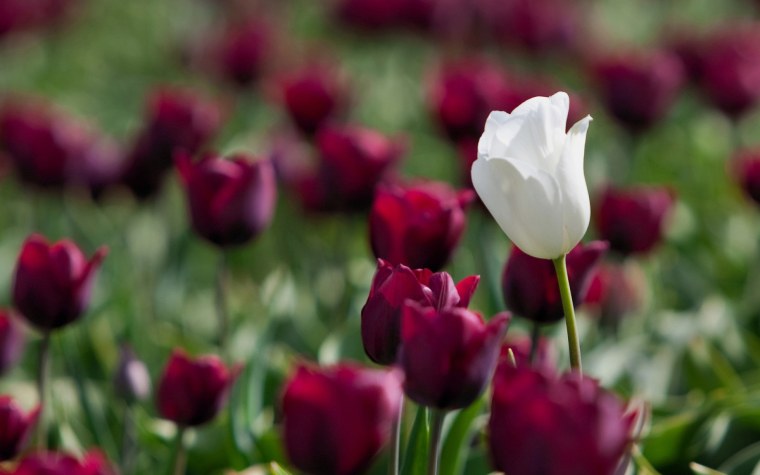 Букет белых тюльпанов на столе