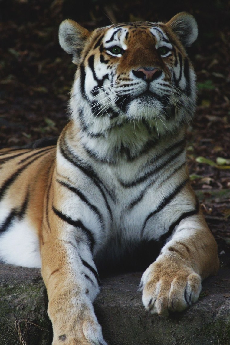 Большой тигр