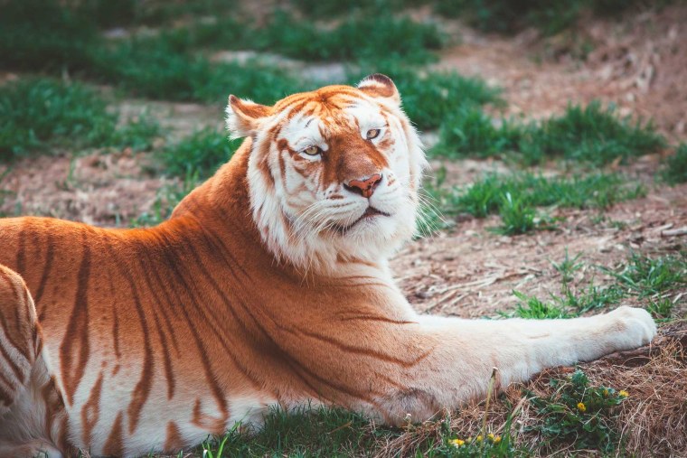 Золотой бенгальский тигр
