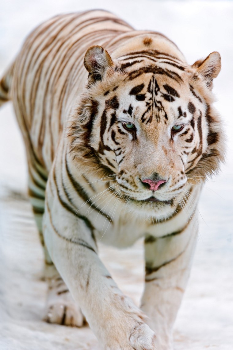 Мальтийский голубой тигр