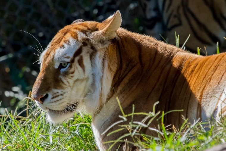 Золотой бенгальский тигр