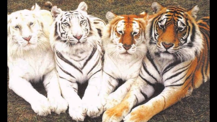 Индокитайский тигр