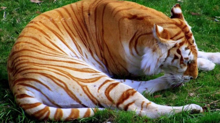 Тигр Golden tabby