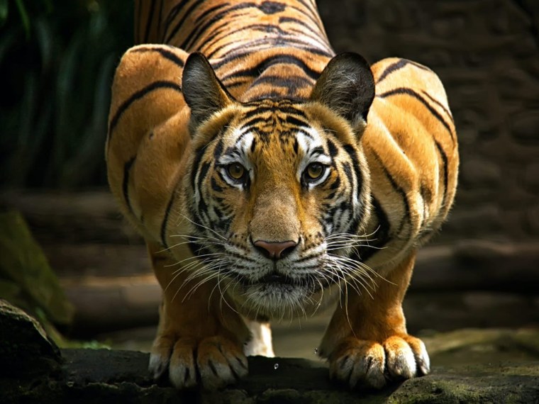 Голубой тигр