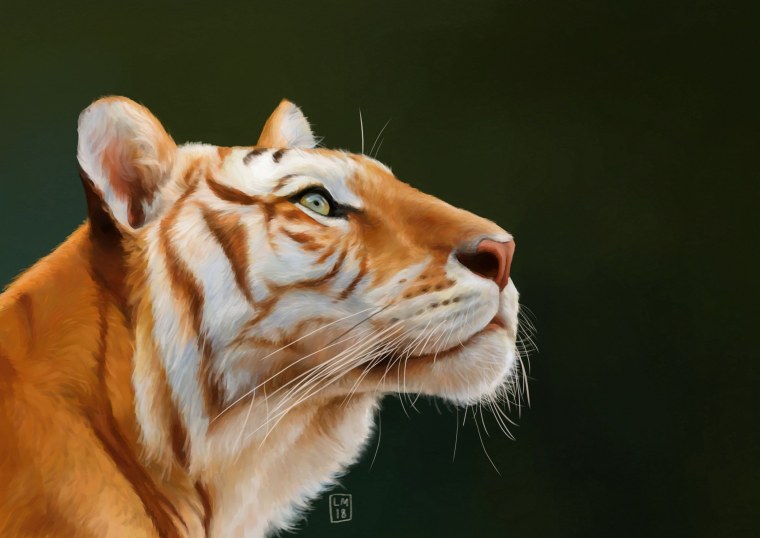 Амурский тигр