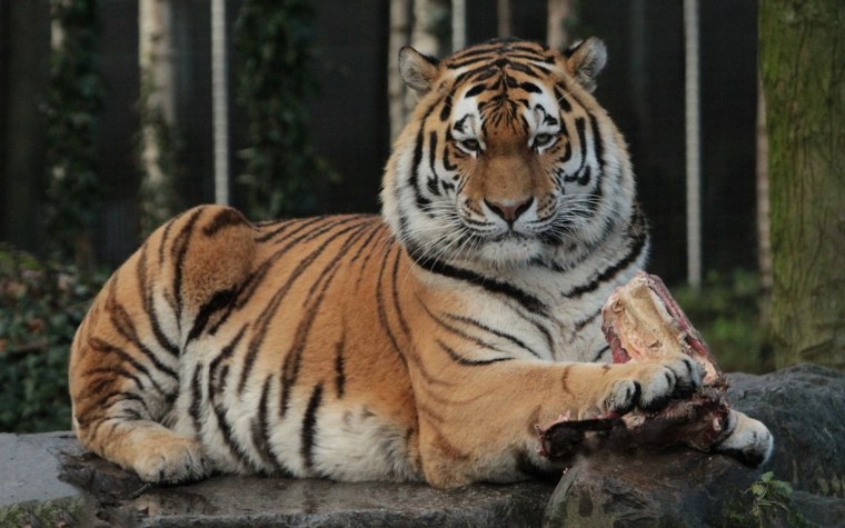 Уссурийский тигр с тигрятами