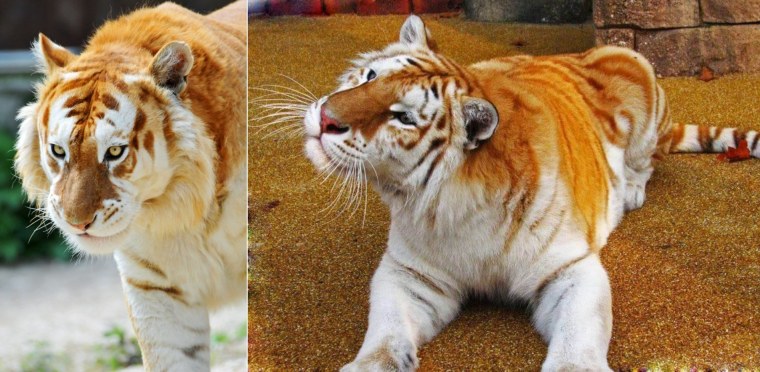 Красивый тигр