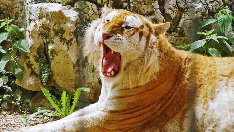 Амурский тигр самка с тигрятами