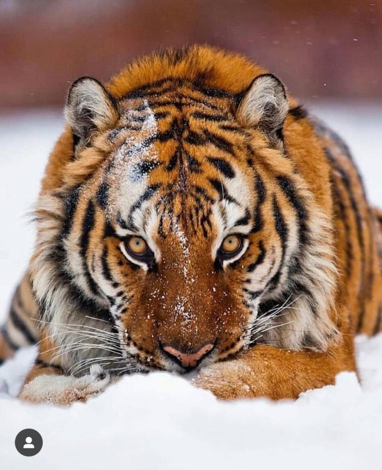 Золотой бенгальский тигр