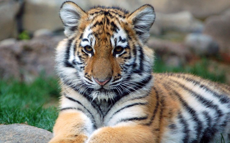 Тайгер Блю тигр