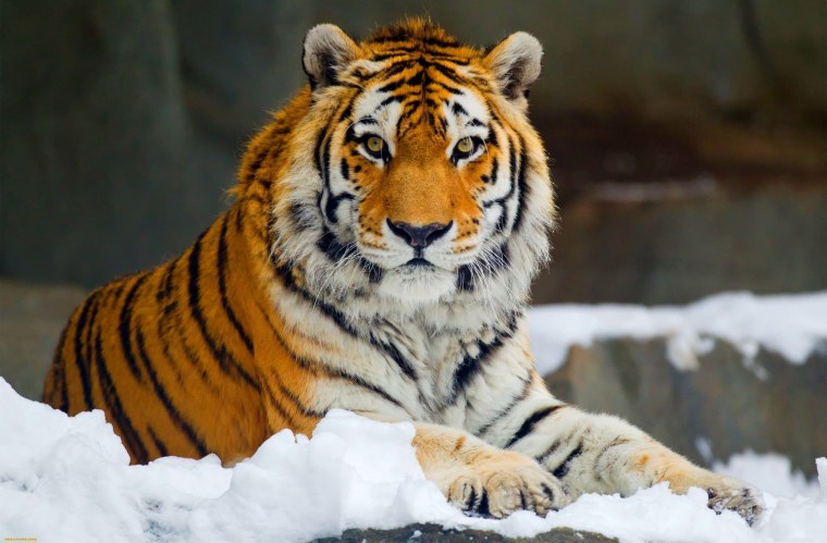 Золотой тигр альбинос