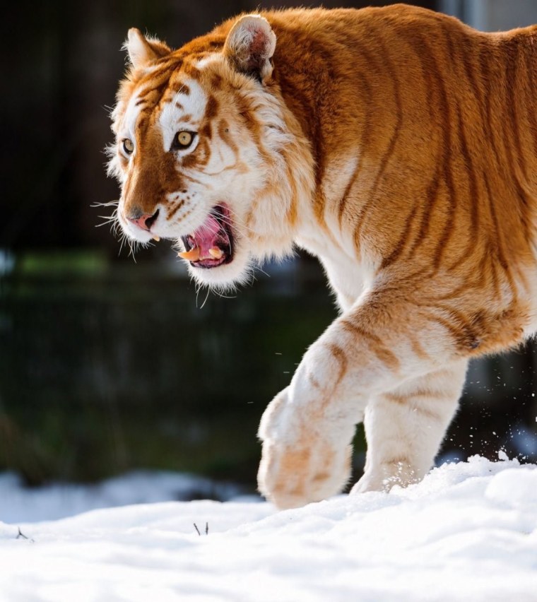 Тайгер тигр