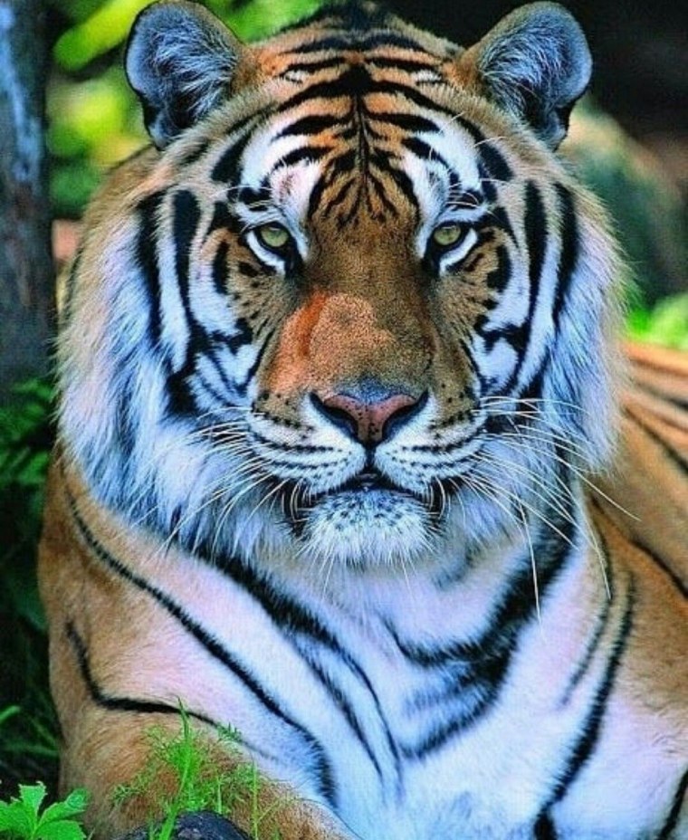 Сихотэ-Алинский заповедник Соболь