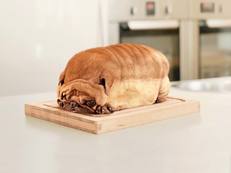 Самая толстая собака в мире