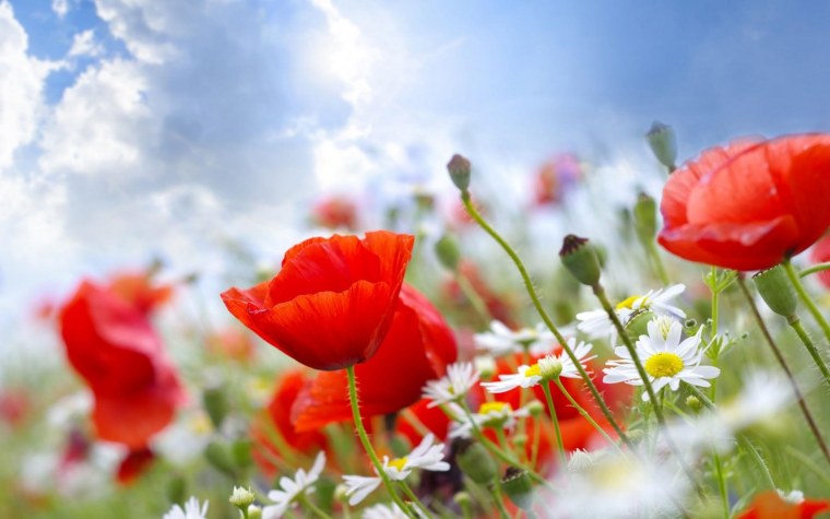 Фотообои яркие цветы