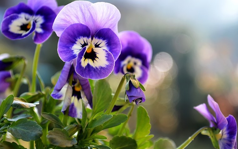 Анютины глазки