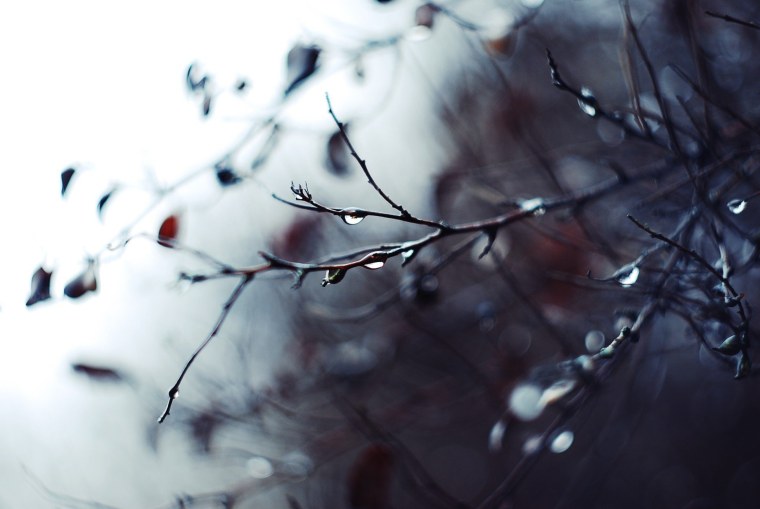 Капли дождя на ветках