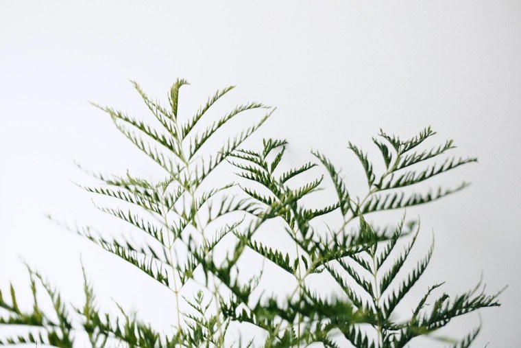 Трава Минимализм