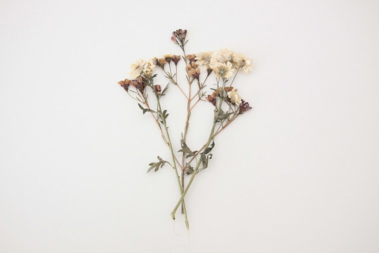 Флэтлэй Суккуленты