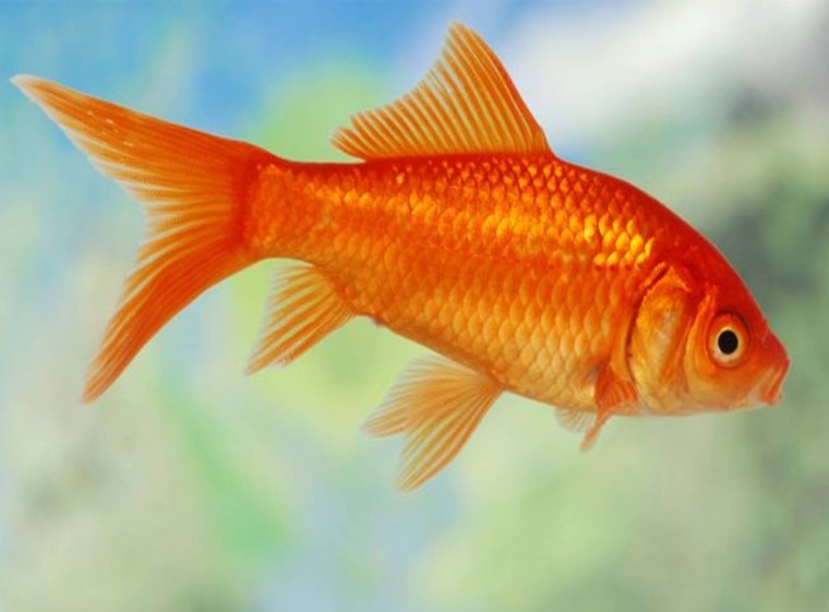 Золотой карась аквариумная рыбка