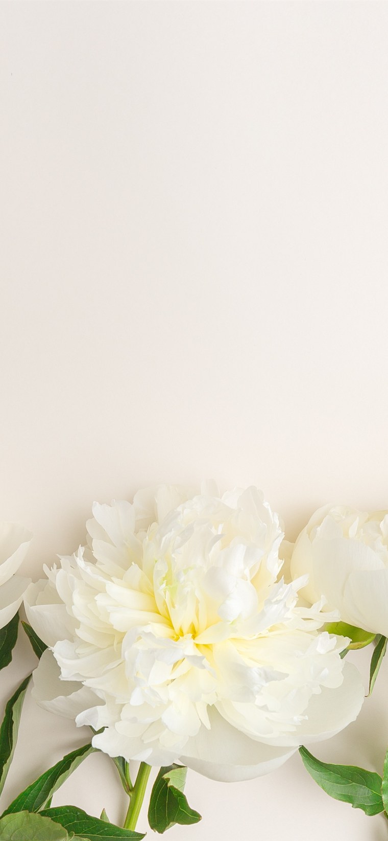 Белые пионы