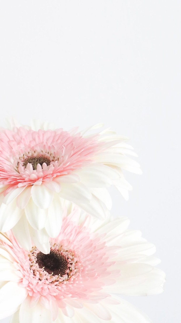 Цветы на однотонном фоне