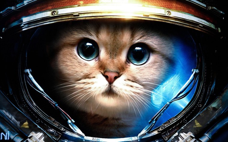 Кот в скафандре старкрафт