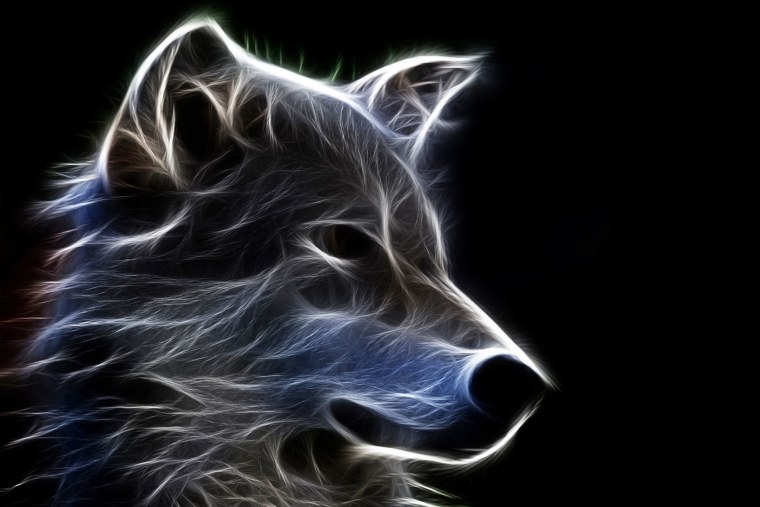 Волк на фоне леса