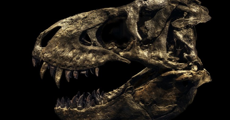 Череп тираннозавра