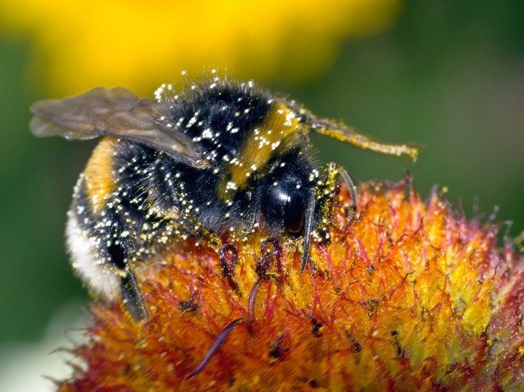 Объектив для макросъемки насекомых