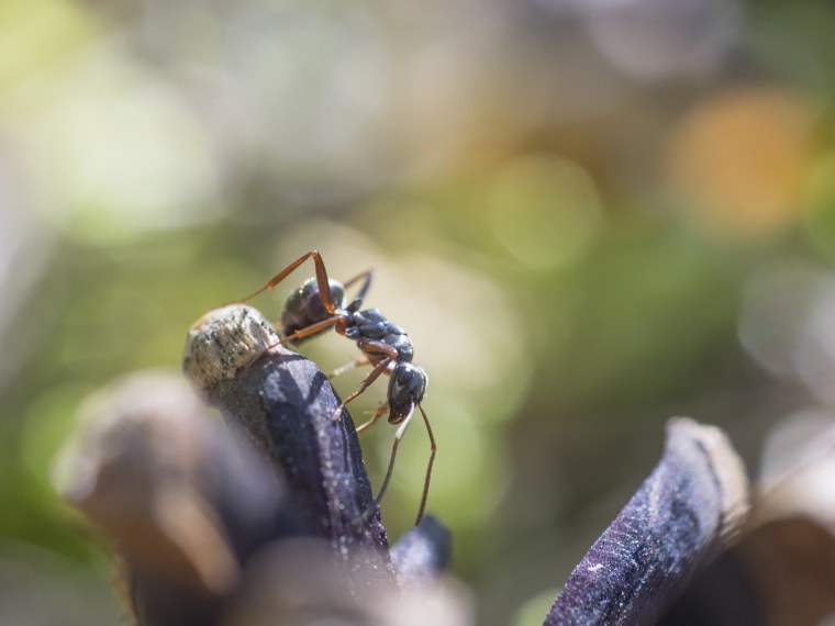 Любительские снимки макро