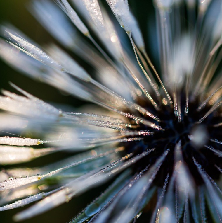 Макрофото растений