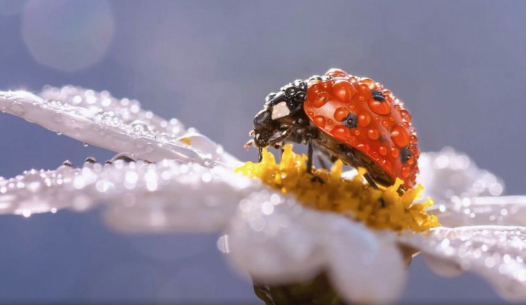 Макромир человек