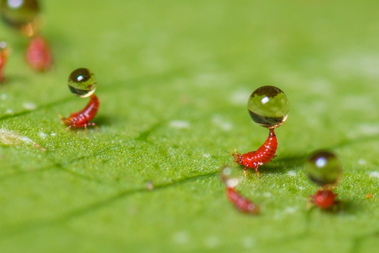 Макро и микросъемка