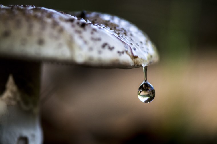 Природа макро