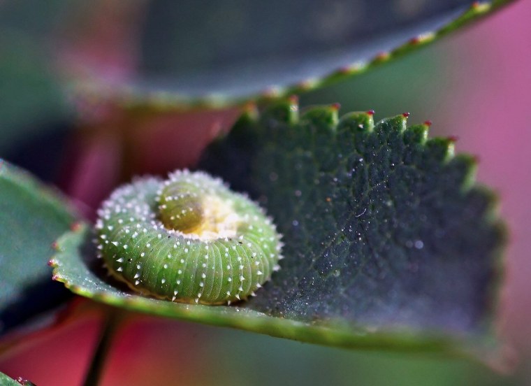 Макромир цветы высокого качества