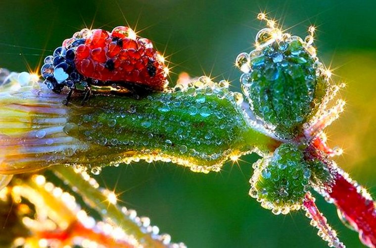 Божья коровка в росе