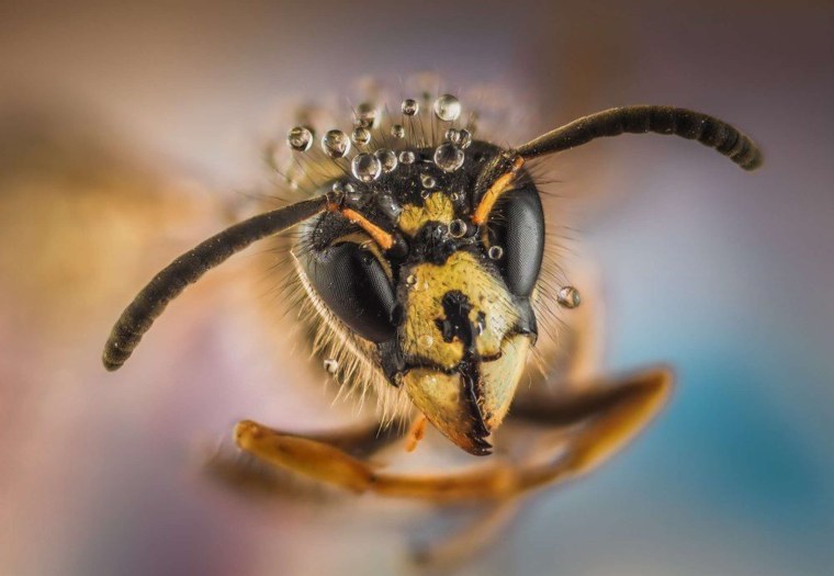 Макро портрет фауны